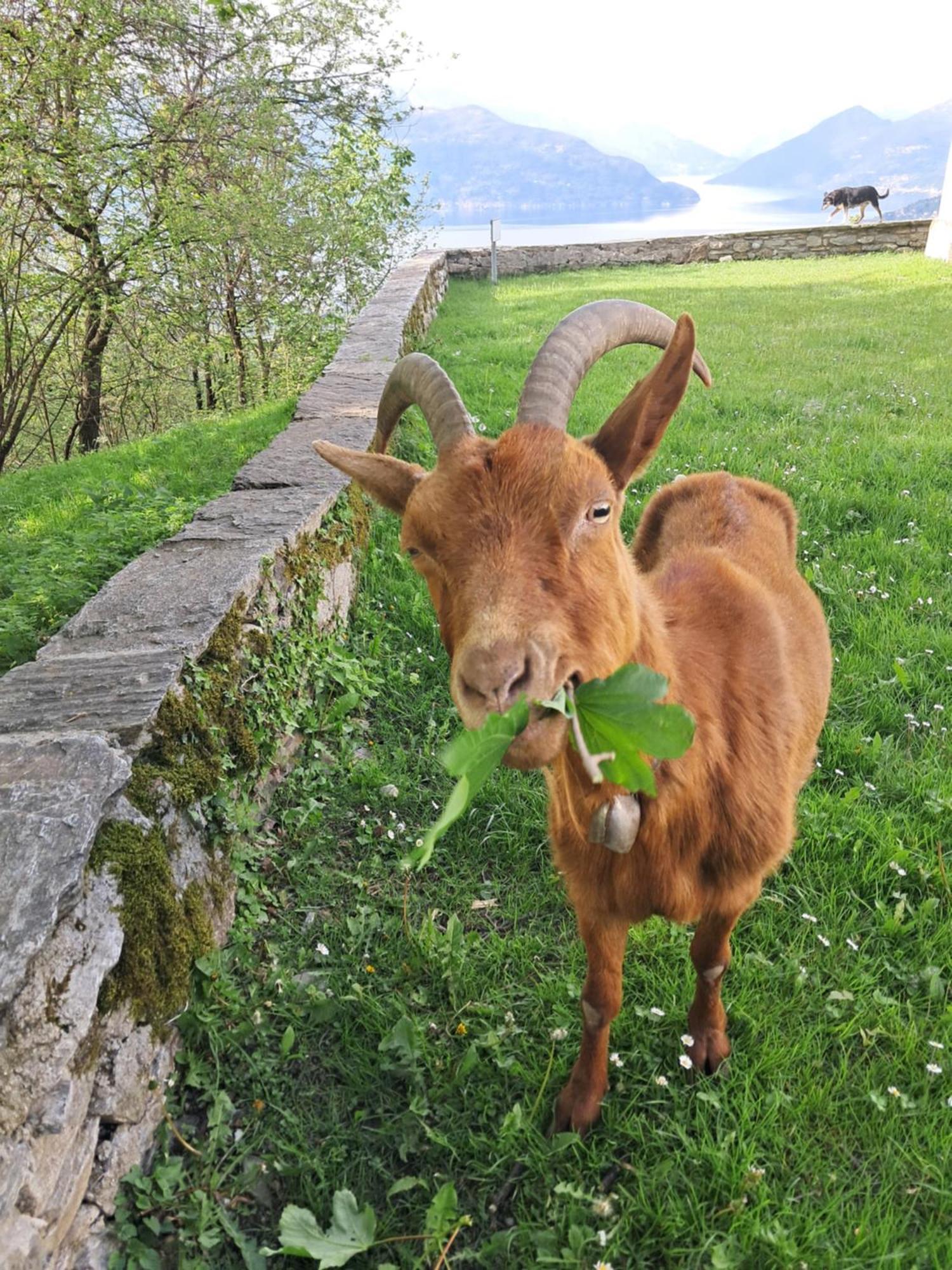 Apartamento La Stanza Del Bosco Arcumeggia Exterior foto